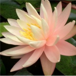 nymphae sunny pink - nilüfer
